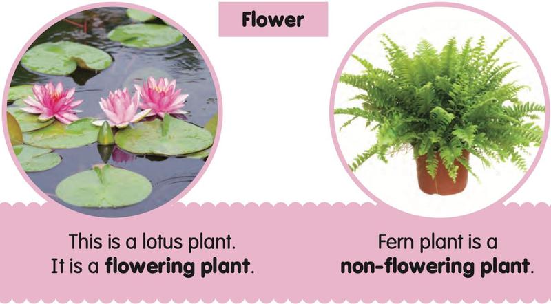 Plants: Science Darjah 1 notes (Unit 6) | myUASA