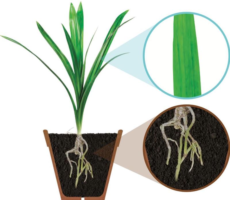 Plants: Science Darjah 1 notes (Unit 6) | myUASA