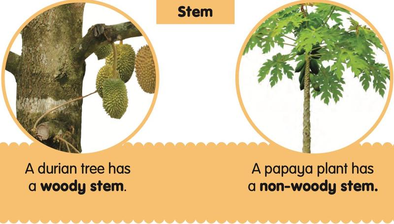 Plants: Science Darjah 1 notes (Unit 6) | myUASA
