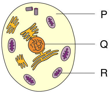 Animal cell with three structures labelled P, Q and R