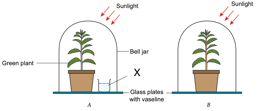 Two potted plants in bell jars A and B under sunlight; jar A has a small beaker of solution X