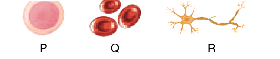 Three human cells labelled P, Q and R