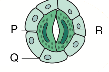 Two bean-shaped cells around a pore, surrounded by other cells; labels P, Q and R