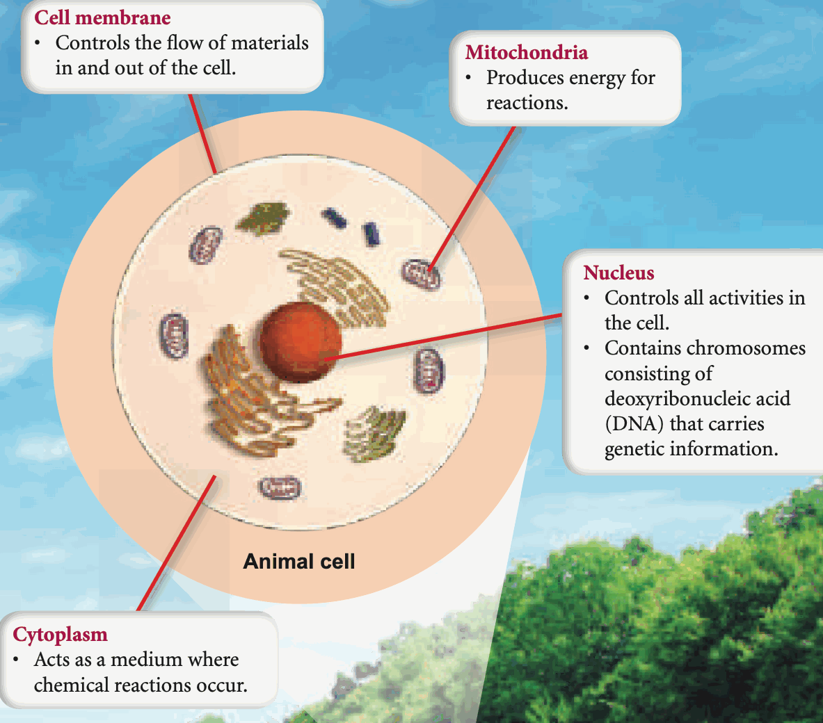Labelled animal cell with the function of each structure