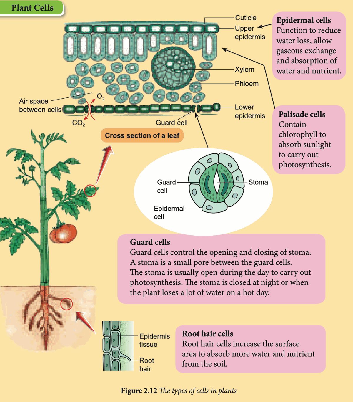 Cross-section of a leaf, guard cells and root hair cells