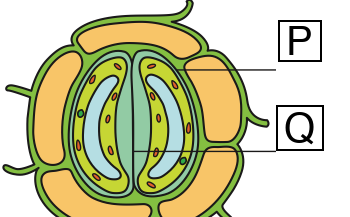 Stoma Y: the gap between the guard cells is closed
