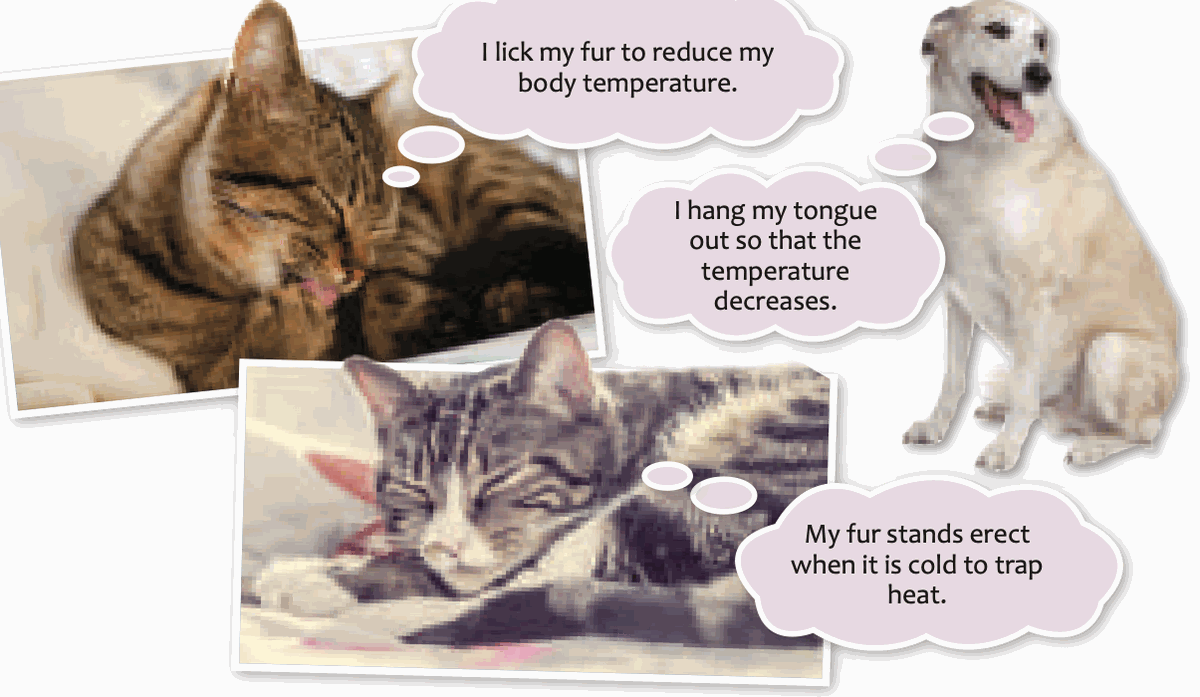 A cat licking its fur, a dog with its tongue out, and a cat with fur standing up