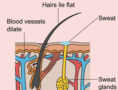 Skin on a hot day: hairs lie flat, blood vessels dilate, sweat glands produce sweat