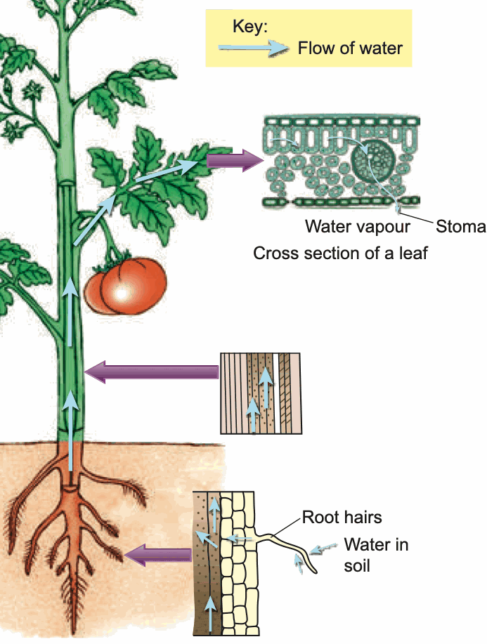 A plant showing water flowing from the root hairs, up the stem, to the leaf and out through a stoma