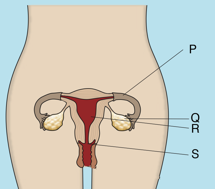 Female reproductive system with parts labelled P, Q, R and S