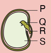 Longitudinal section of a green bean seed with parts labelled P, Q, R and S