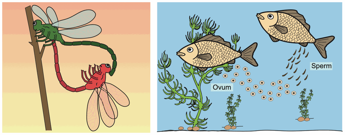Dragonflies mating, and fish releasing ova and sperm into water