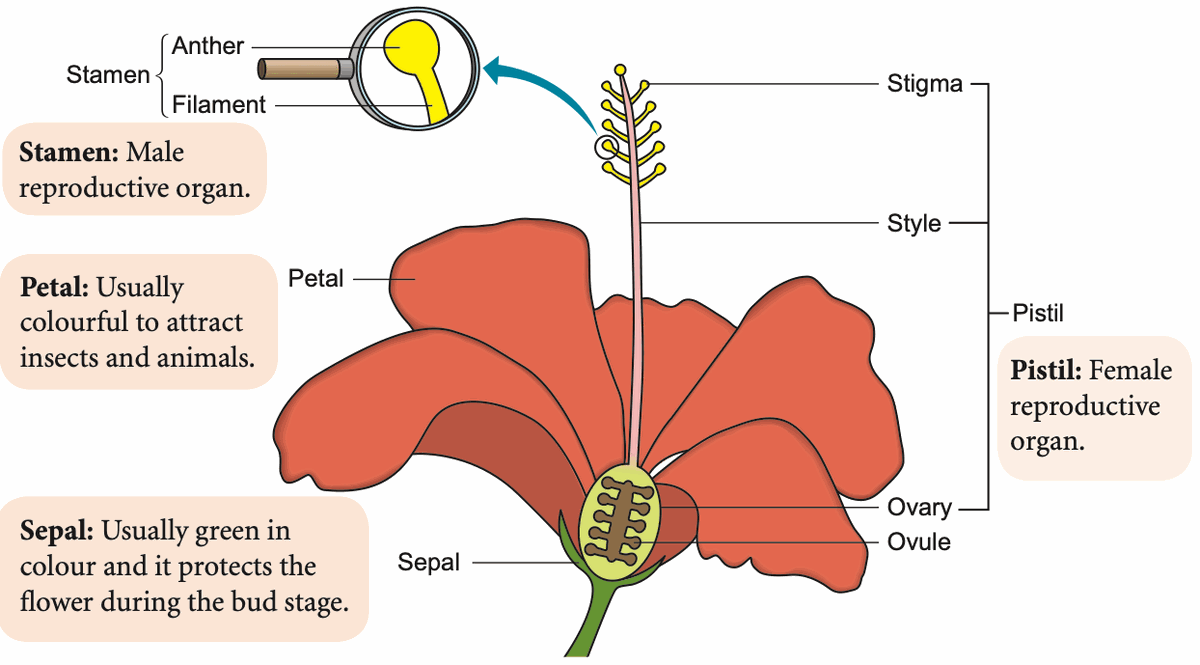 Longitudinal section of a hibiscus flower with parts labelled