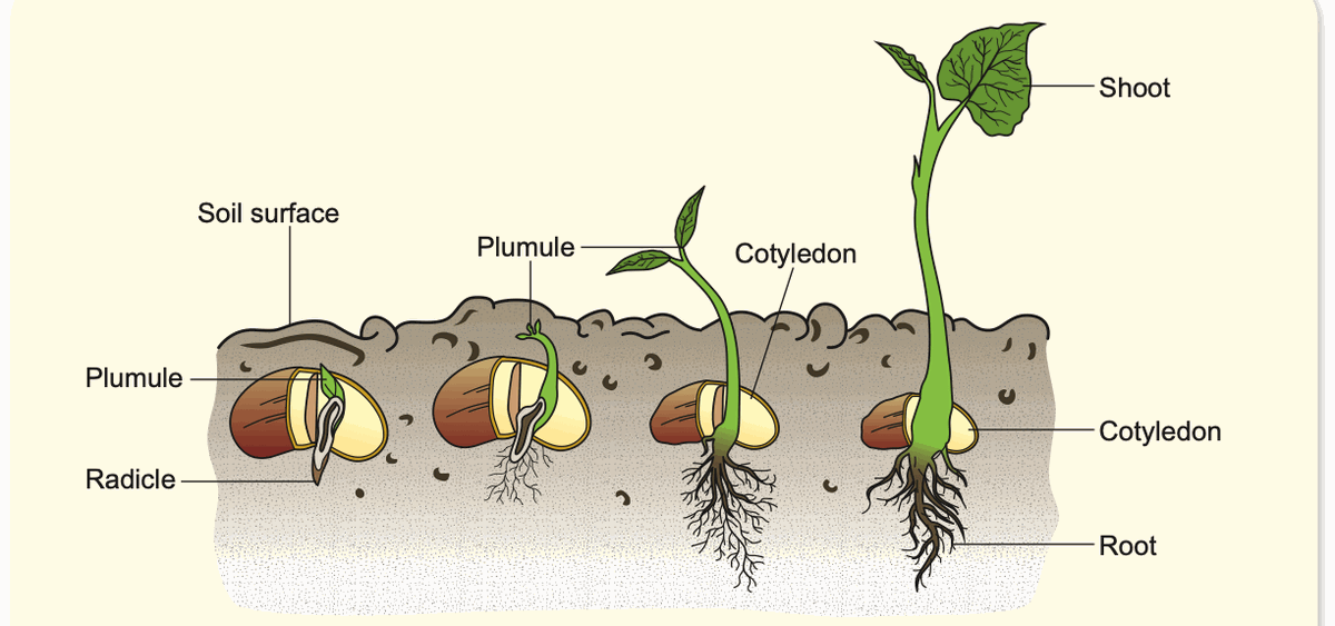 Hypogeal germination: cotyledons stay in the soil
