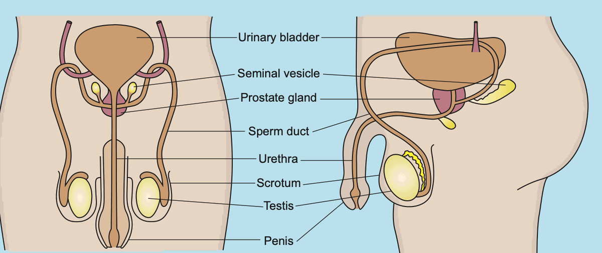 Front and side views of the male reproductive system with labels