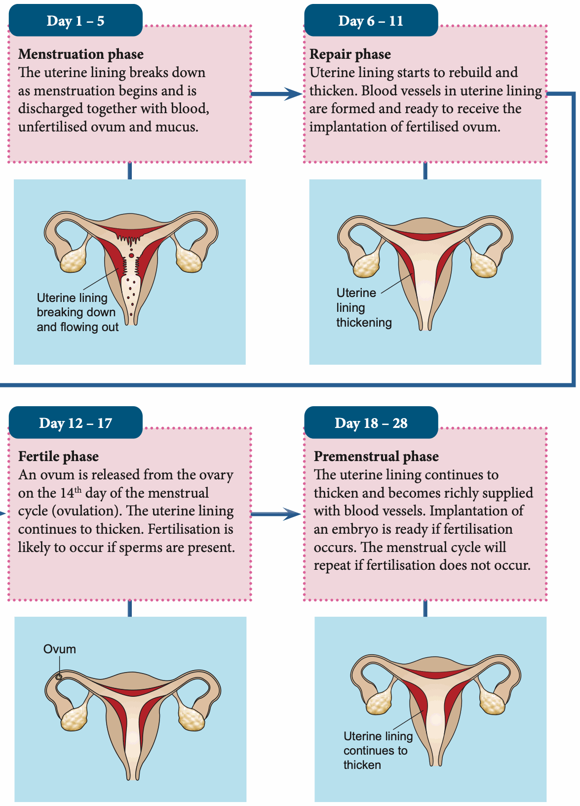 Four diagrams of the uterus showing changes in the lining in each phase