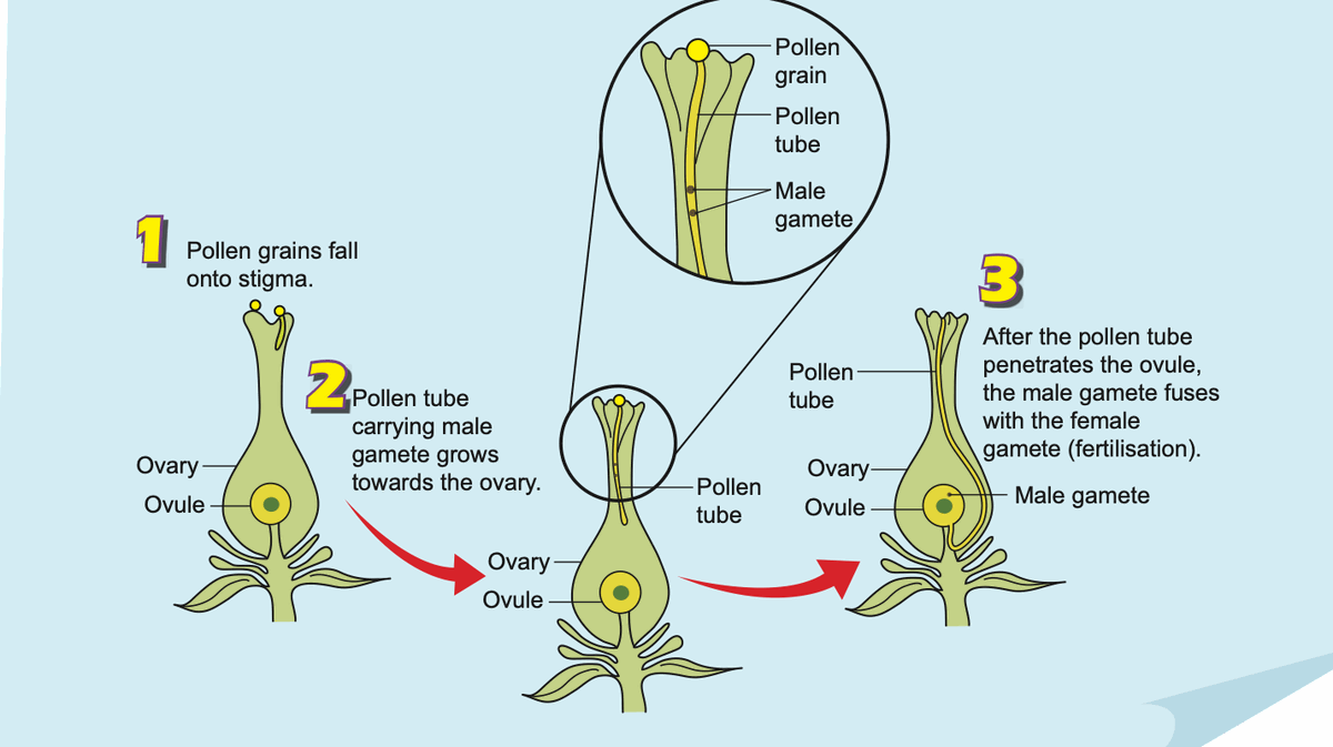 Three stages: pollen on stigma, pollen tube grows down the style, male gamete fuses with female gamete in the ovule