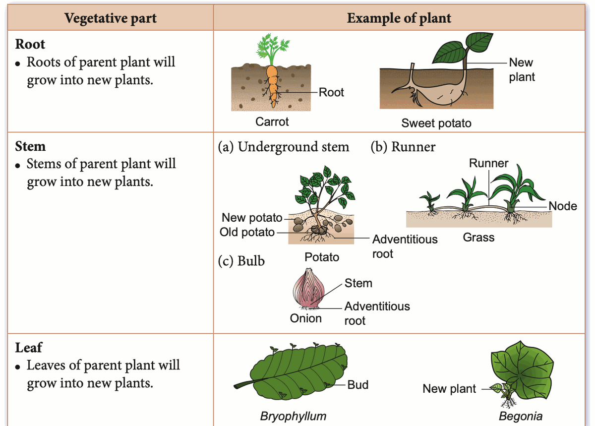 Vegetative reproduction from roots, stems and leaves