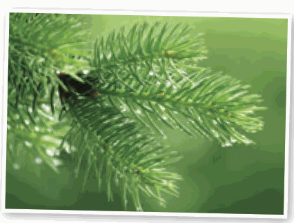 Water droplets on pine leaves