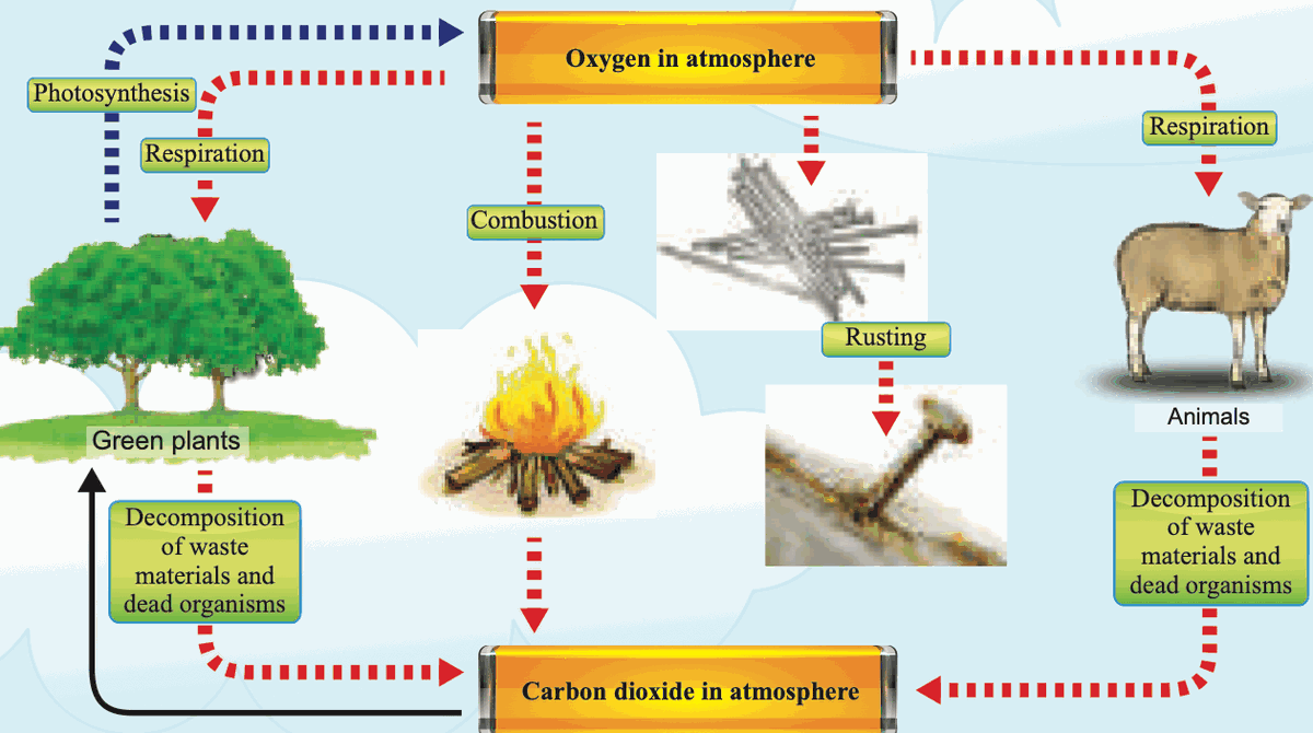 Oxygen cycle: respiration, combustion, rusting and decomposition use oxygen; photosynthesis releases oxygen