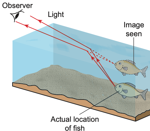 Light from a fish bends at the water surface; the observer sees the image higher than the real fish