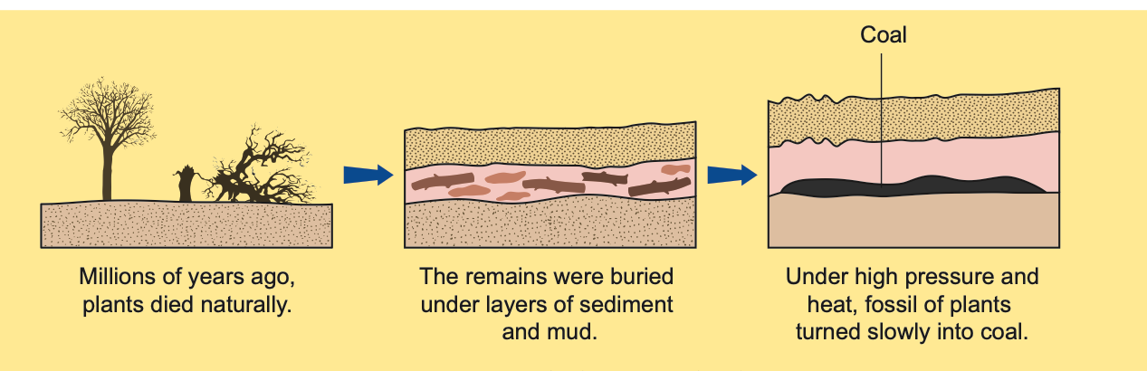 Formation of coal in three stages
