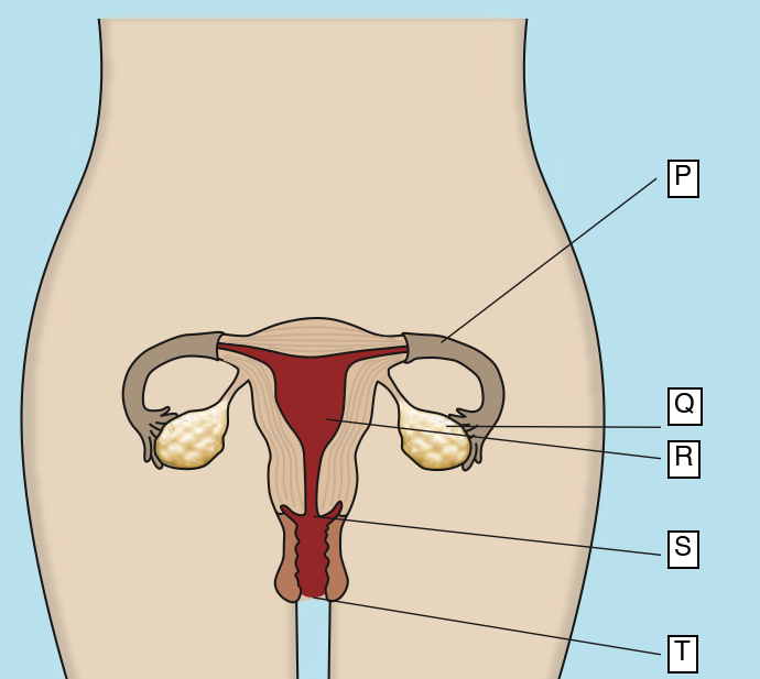 Front view of the female reproductive system labelled P to T