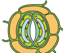 Stoma with two curved guard cells and an open pore