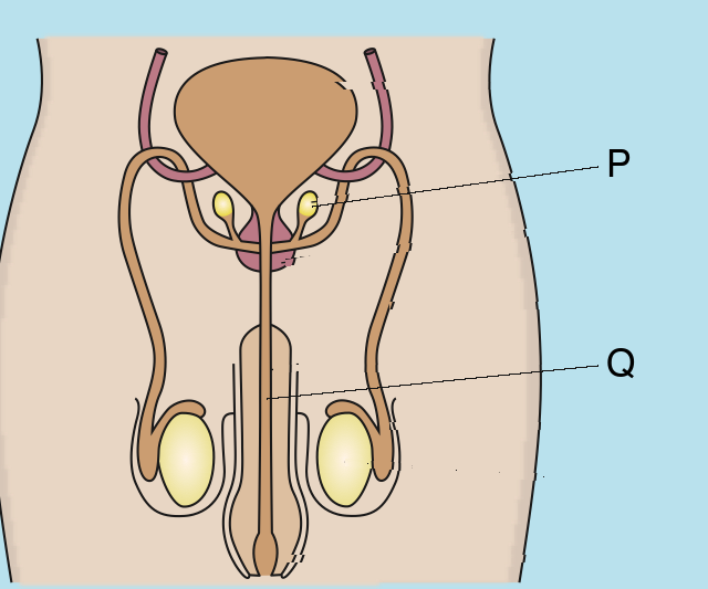 Front view of the male reproductive system with two parts labelled P and Q