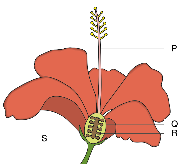 Hibiscus flower in section; P points to the long stalk of the pistil, Q to the ovary, R to an ovule inside it, S to the green part below the petals
